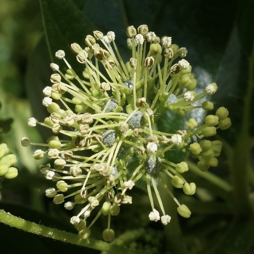 Nyssa sylvatica var. biflora (Black gum) — photo