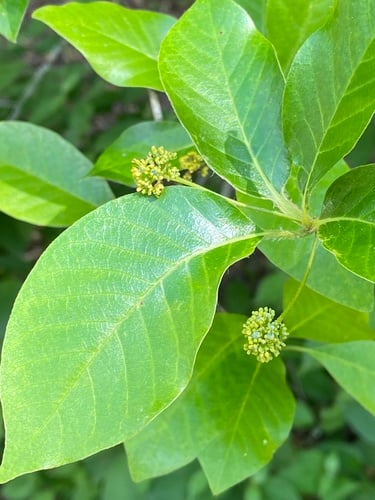 Nyssa sylvatica var. biflora
