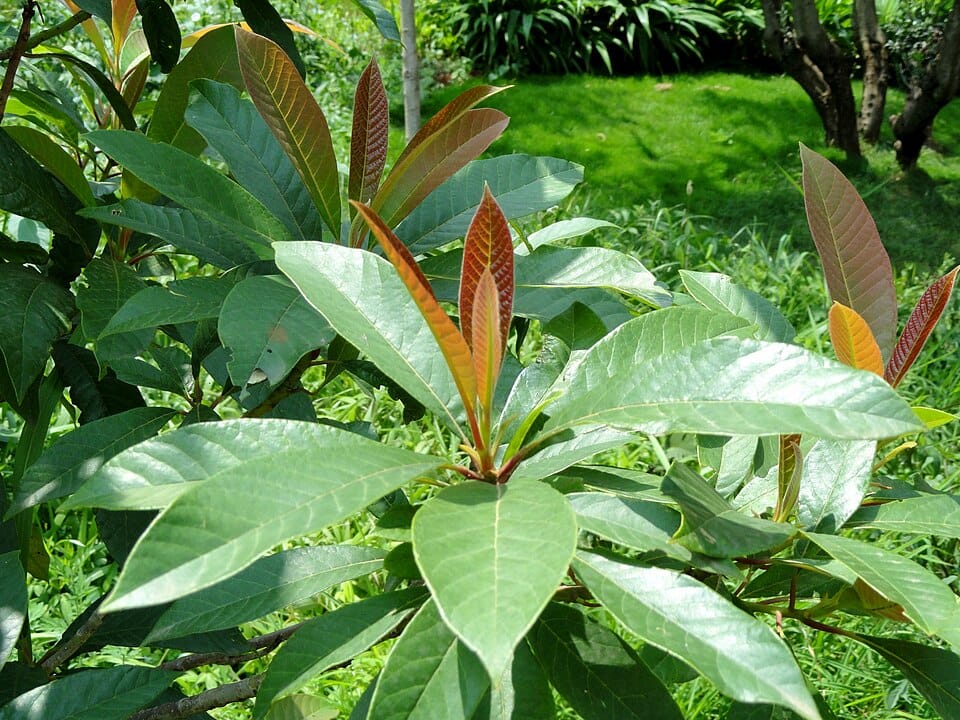 Nyssa yunnanensis (Longbo) — photo