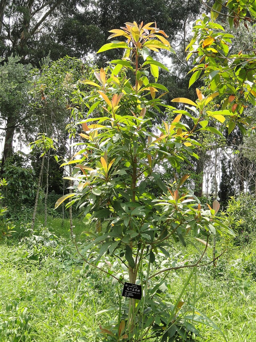 Nyssa yunnanensis (Longbo) — photo