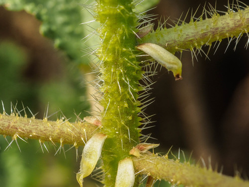 Obetia tenax (Rock tree nettle) — photo