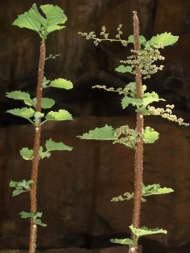 Obetia tenax (Rock tree nettle) — photo