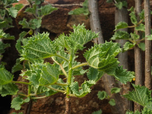 Obetia tenax