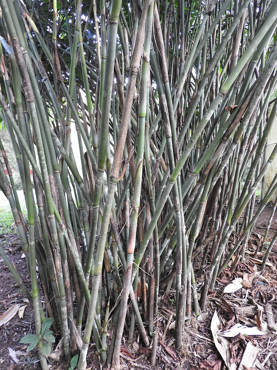 Ochlandra wightii — photo
