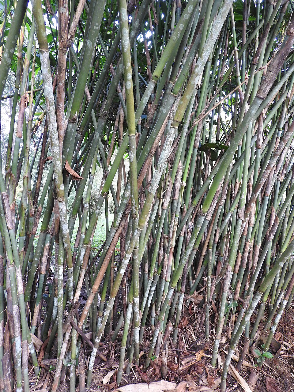 Ochlandra wightii