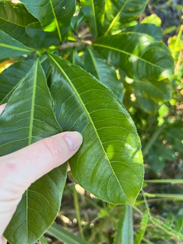 Ochna atropurpurea (Large-flowered ochna) — photo