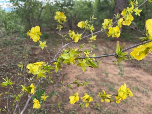Ochna cinnabarina (Small-leaved ochna) — photo