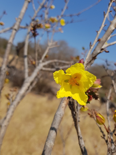 Ochna cinnabarina