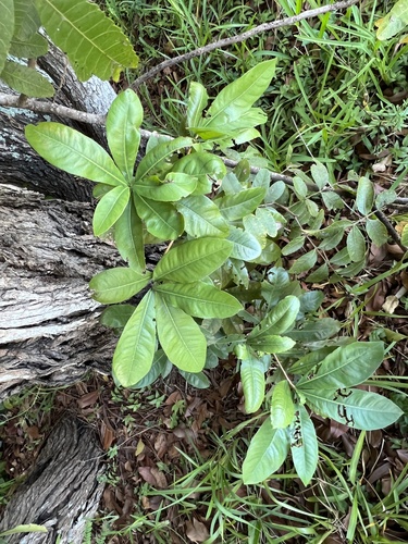 Ochna mossambicensis (Birdseye bush) — photo