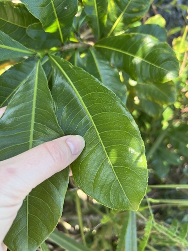 Ochna mossambicensis (Birdseye bush) — photo