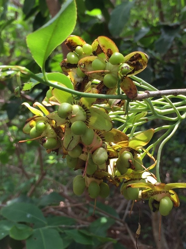Ochna obtusata — photo