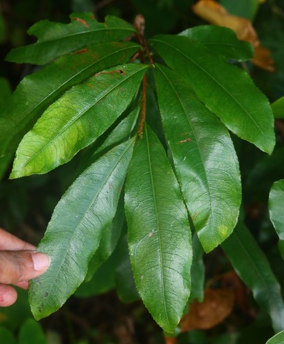 Ochna obtusata