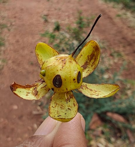 Ochna obtusata — photo