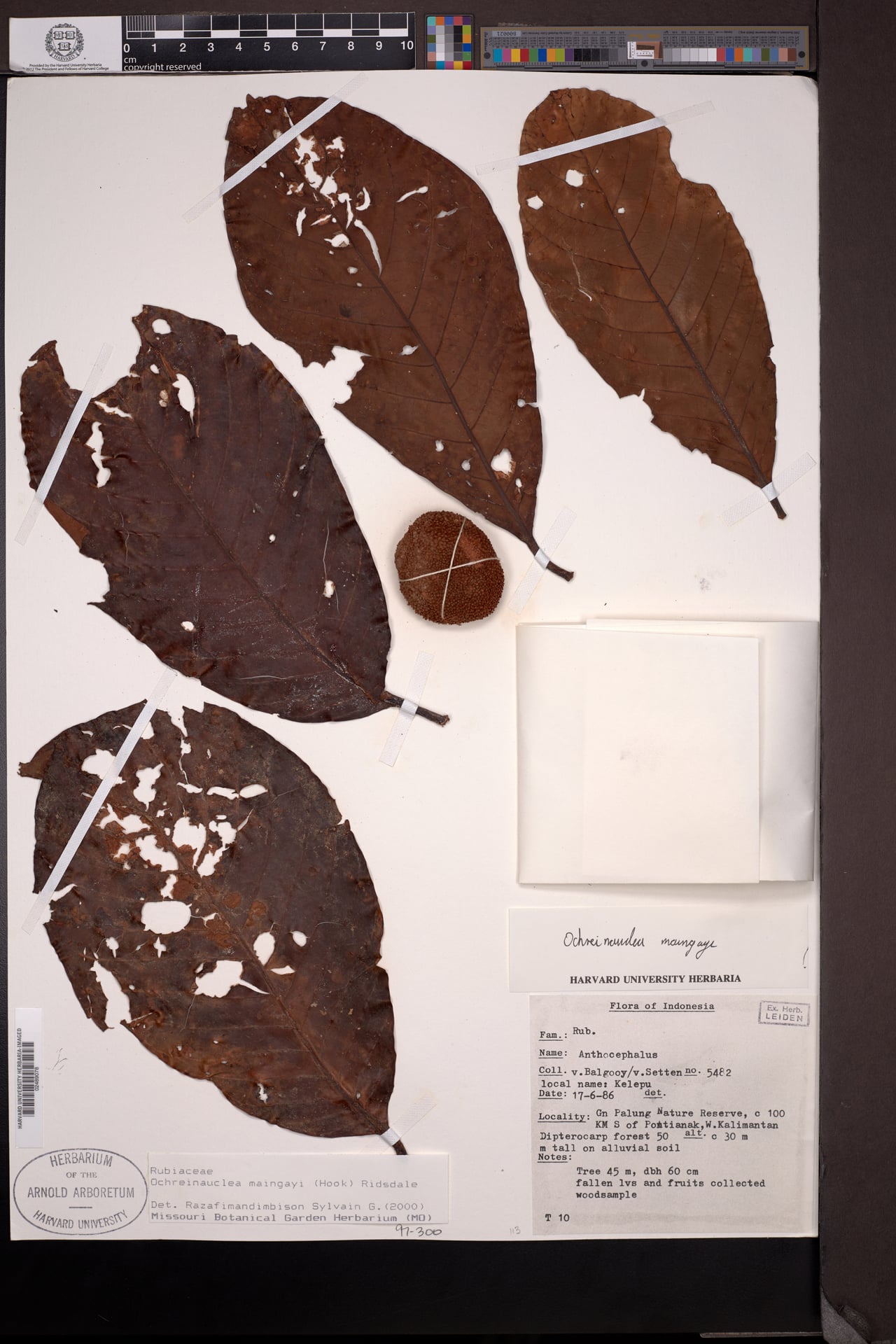 Ochreinauclea maingayi — photo