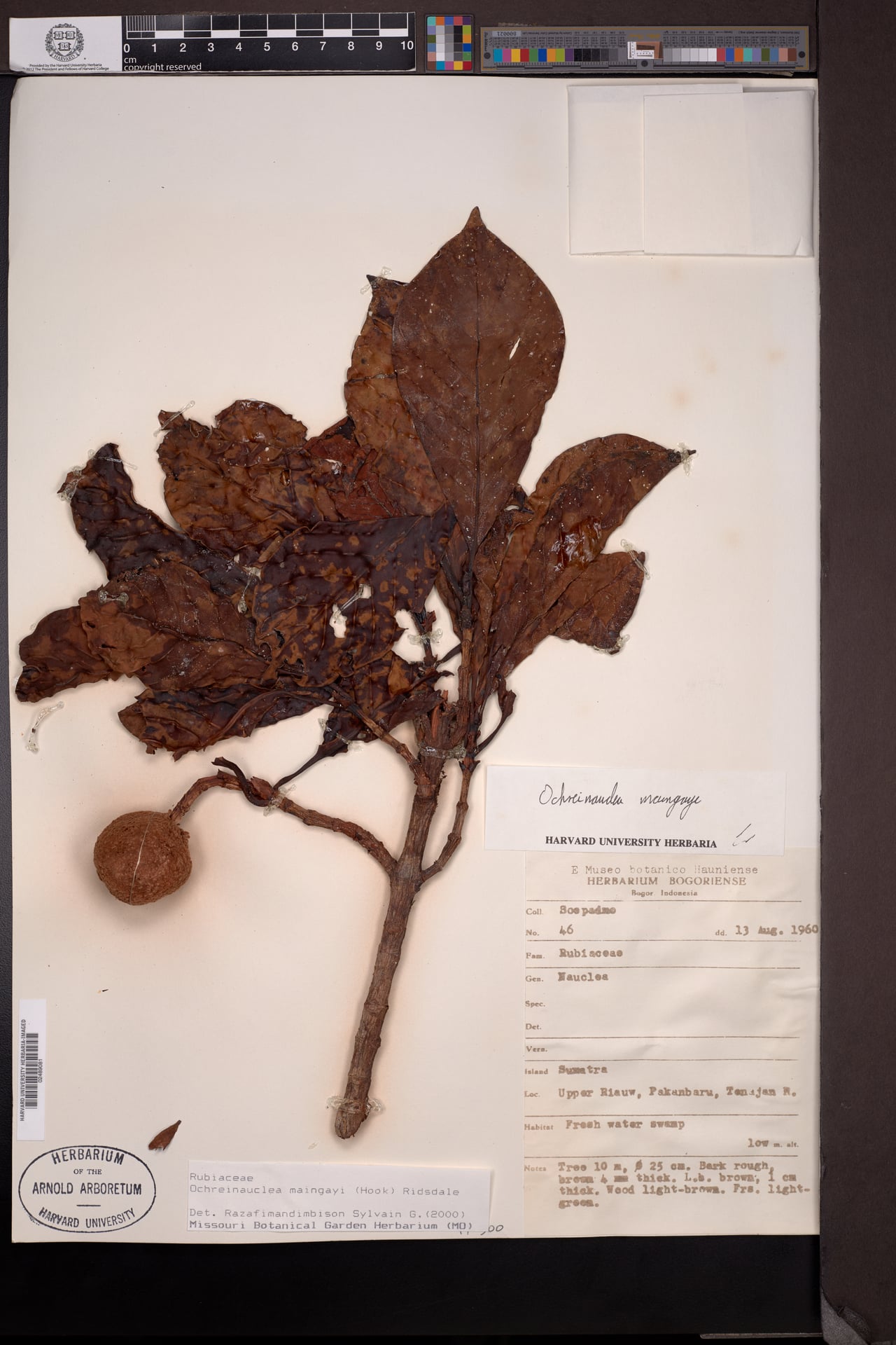 Ochreinauclea maingayi — photo