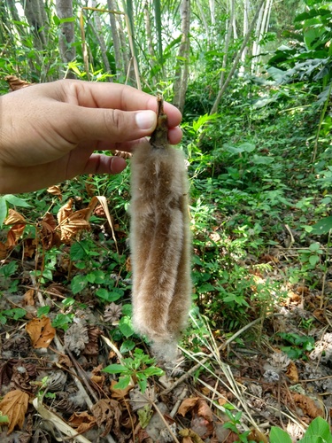 Ochroma pyramidale (Balsa tree) — photo