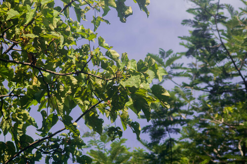 Ochroma pyramidale (Balsa tree) — photo