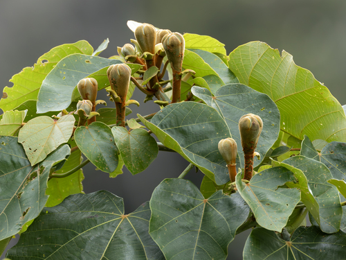 Ochroma pyramidale