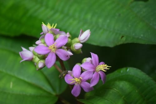Ochthocharis dicellandroides — photo