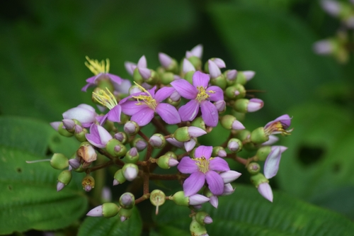 Ochthocharis dicellandroides