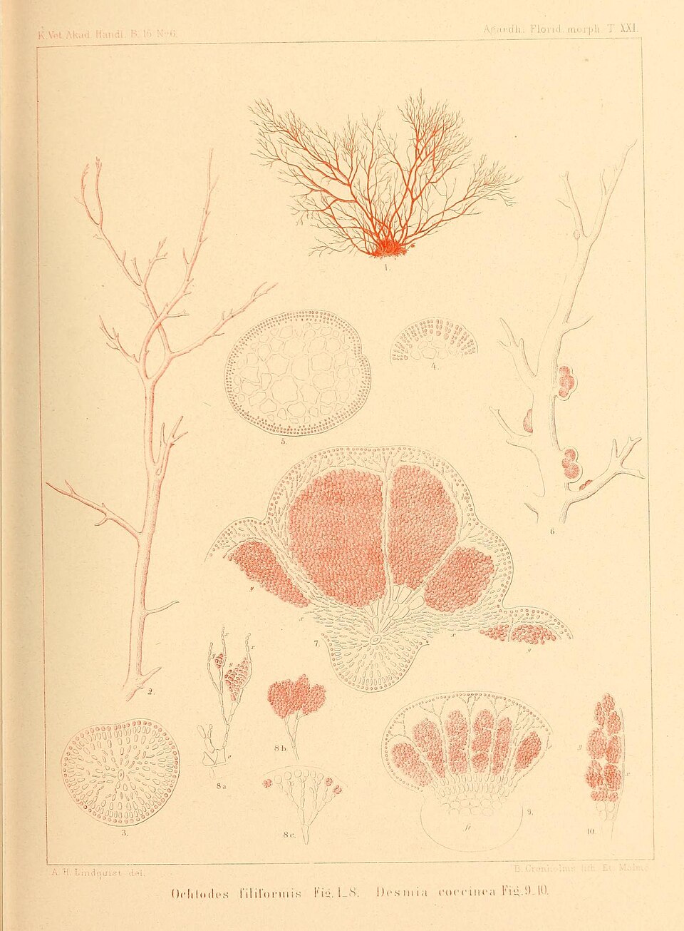 Rhizophyllidaceae