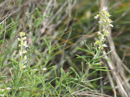 Ocimum angustifolium — photo