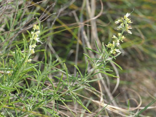 Ocimum angustifolium — photo