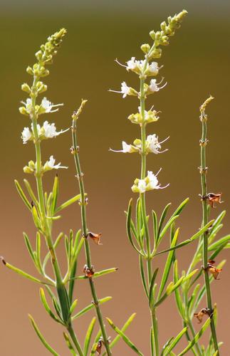 Ocimum angustifolium
