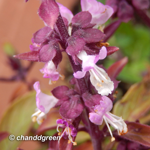 Ocimum basilicum var. purpurascens — photo