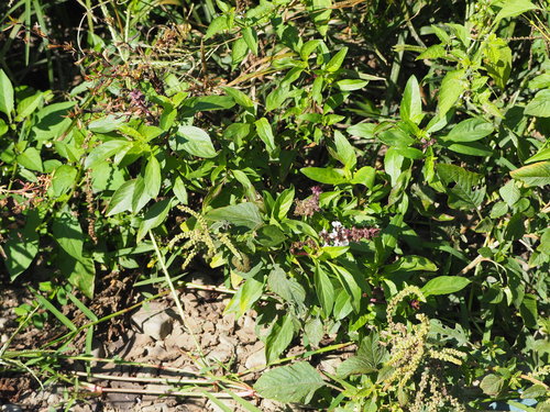 Ocimum basilicum var. purpurascens — photo