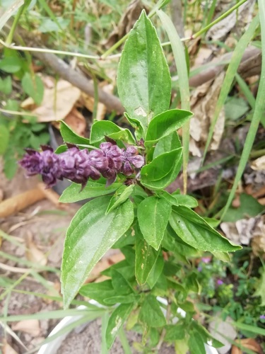 Ocimum basilicum var. purpurascens