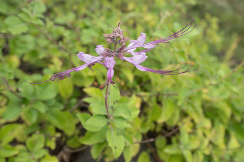 Ocimum dhofarense — photo