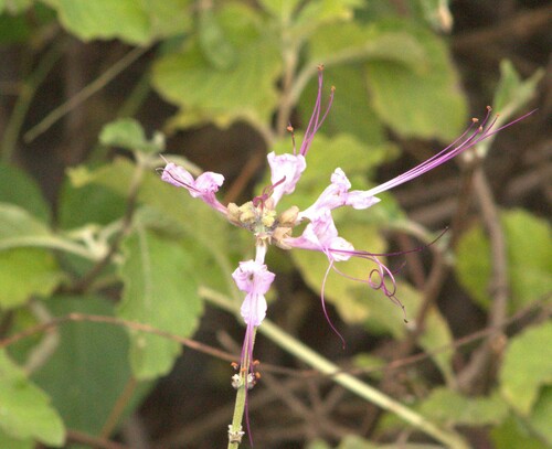 Ocimum dhofarense — photo