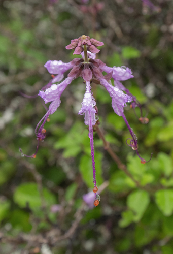 Ocimum dhofarense
