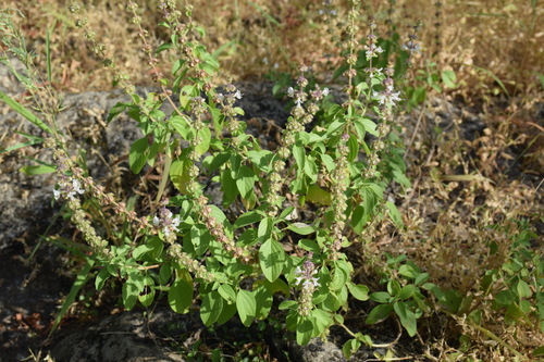 Ocimum forskolei — photo
