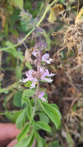 Ocimum forskolei — photo
