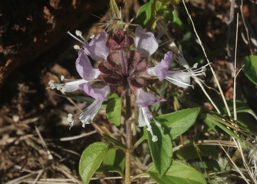 Ocimum forskolei
