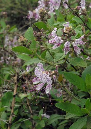 Ocimum grandiflorum (Tebub) — photo