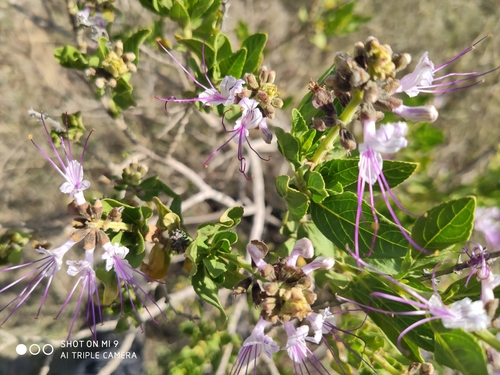 Ocimum grandiflorum