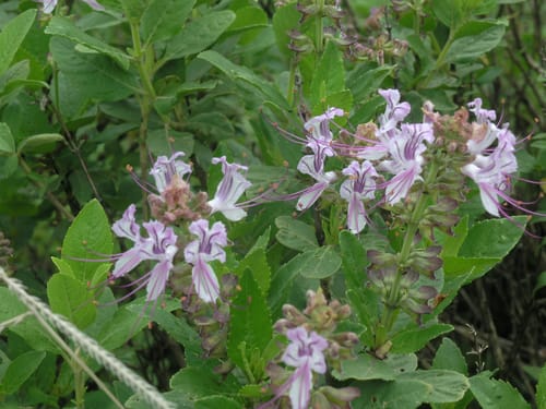 Ocimum grandiflorum (Tebub) — photo