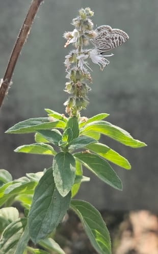 Ocimum kilimandscharicum (Camphor basil) — photo