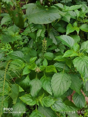 Ocimum kilimandscharicum (Camphor basil) — photo