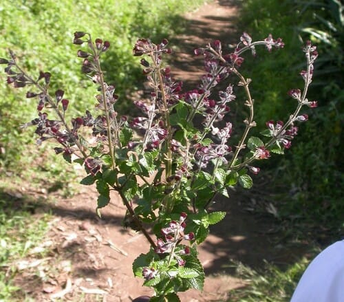 Ocimum lamiifolium — photo