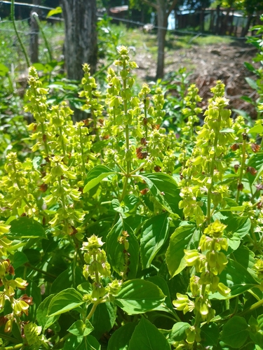 Ocimum micranthum (Peruvian basil) — photo
