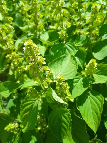 Ocimum micranthum (Peruvian basil) — photo