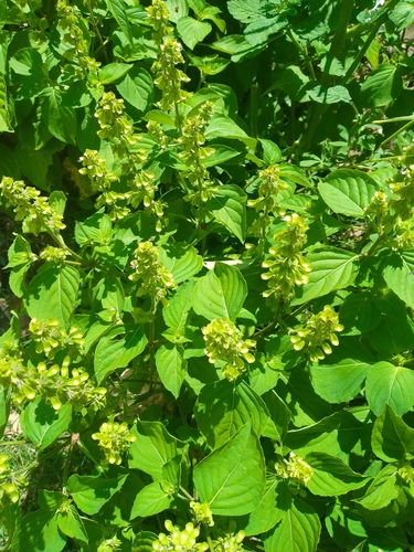 Ocimum micranthum