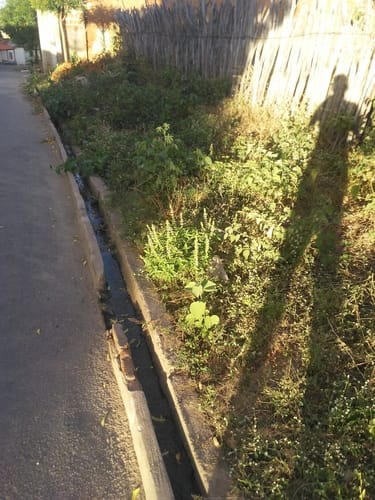 Ocimum minimum (Bush Basil) — photo