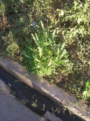 Ocimum minimum (Bush Basil) — photo