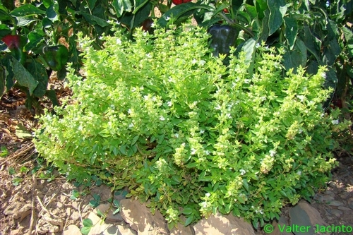 Ocimum minimum