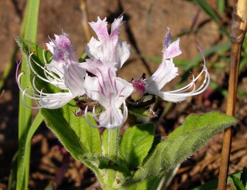 Ocimum obovatum — photo